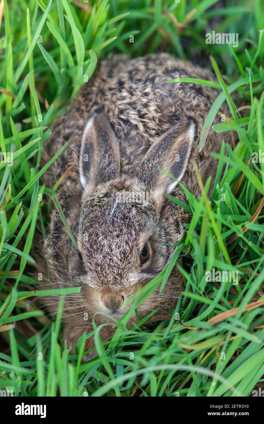 Brown hare (Lepus europaeus) leveret, Lancashire, UK Stock Photo