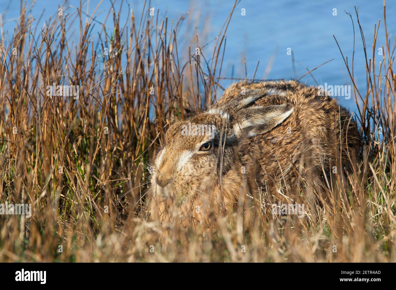 Brown hare (Lepus europaeus), Islay, Scotland, UK Stock Photo