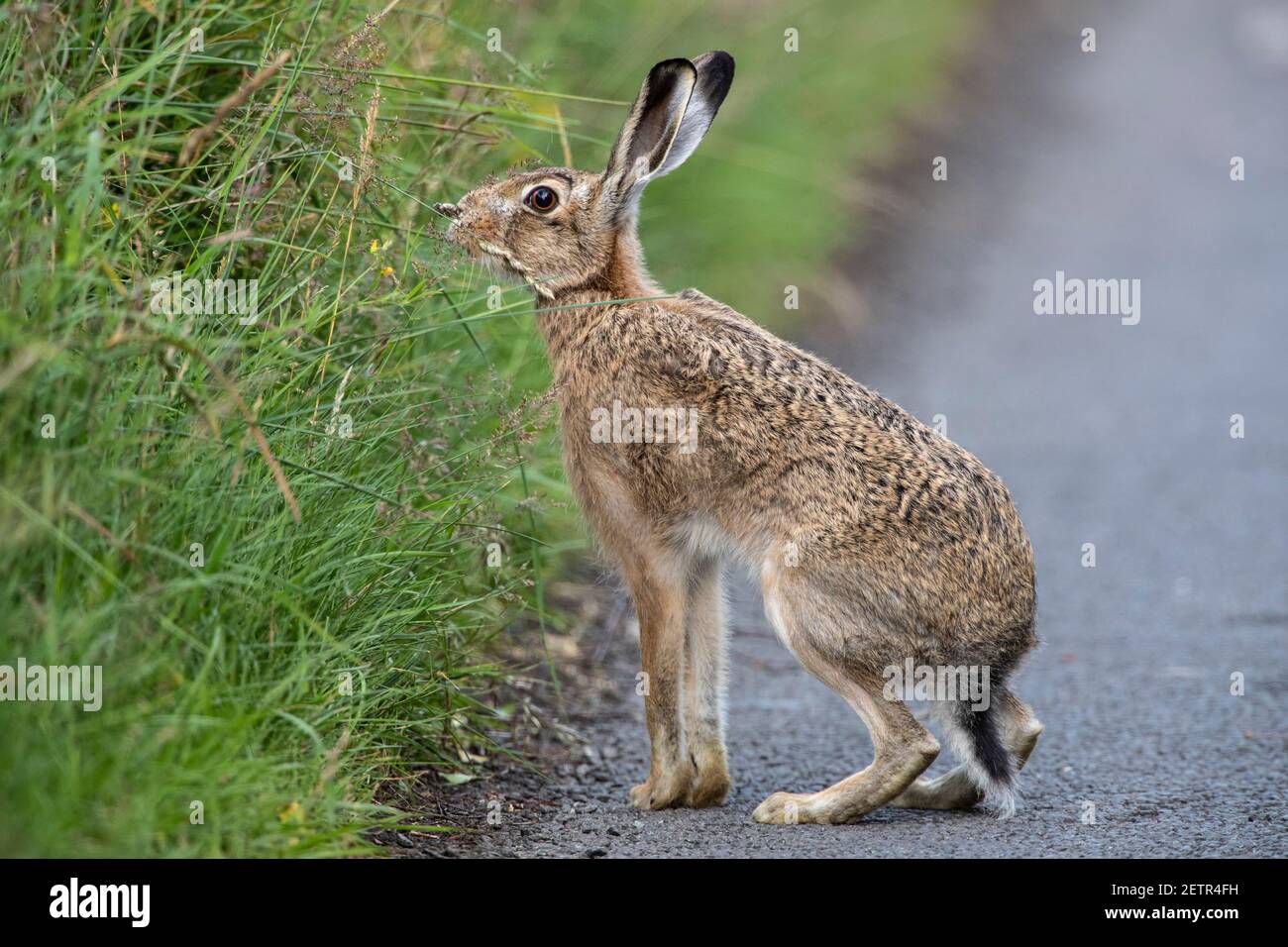 Brown hare (Lepus europaeus), Northumberland national park, UK Stock Photo