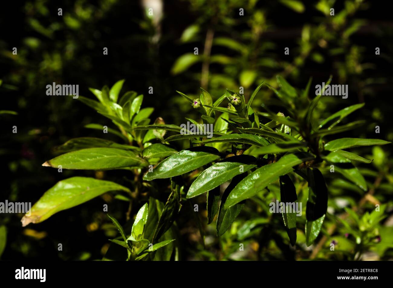 macro plant stems cuphea or venus thunder or false heather Stock Photo