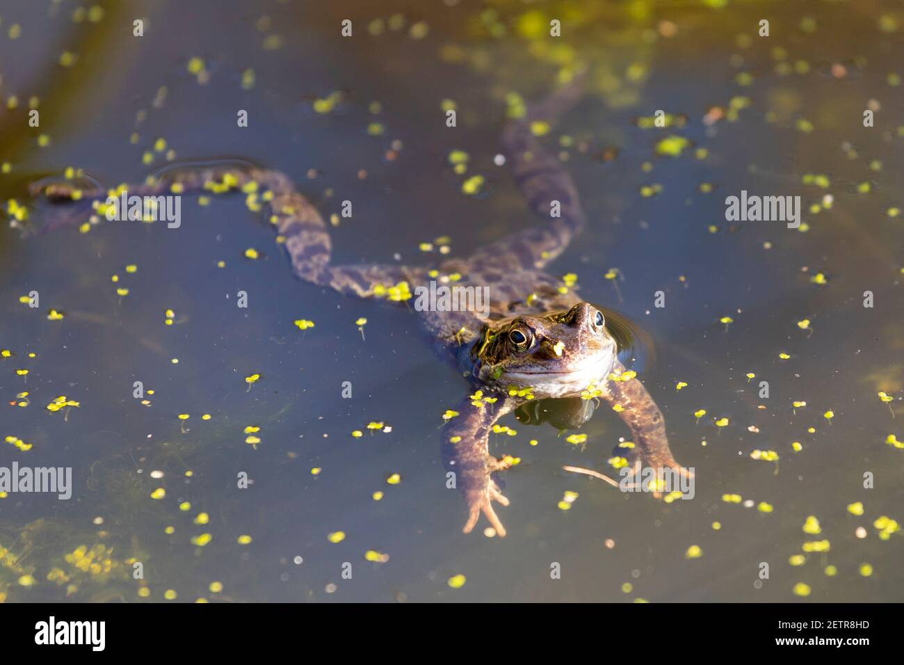 Common frog (Rana temporaria) floating in a garden pond, Sussex,England, UK Stock Photo