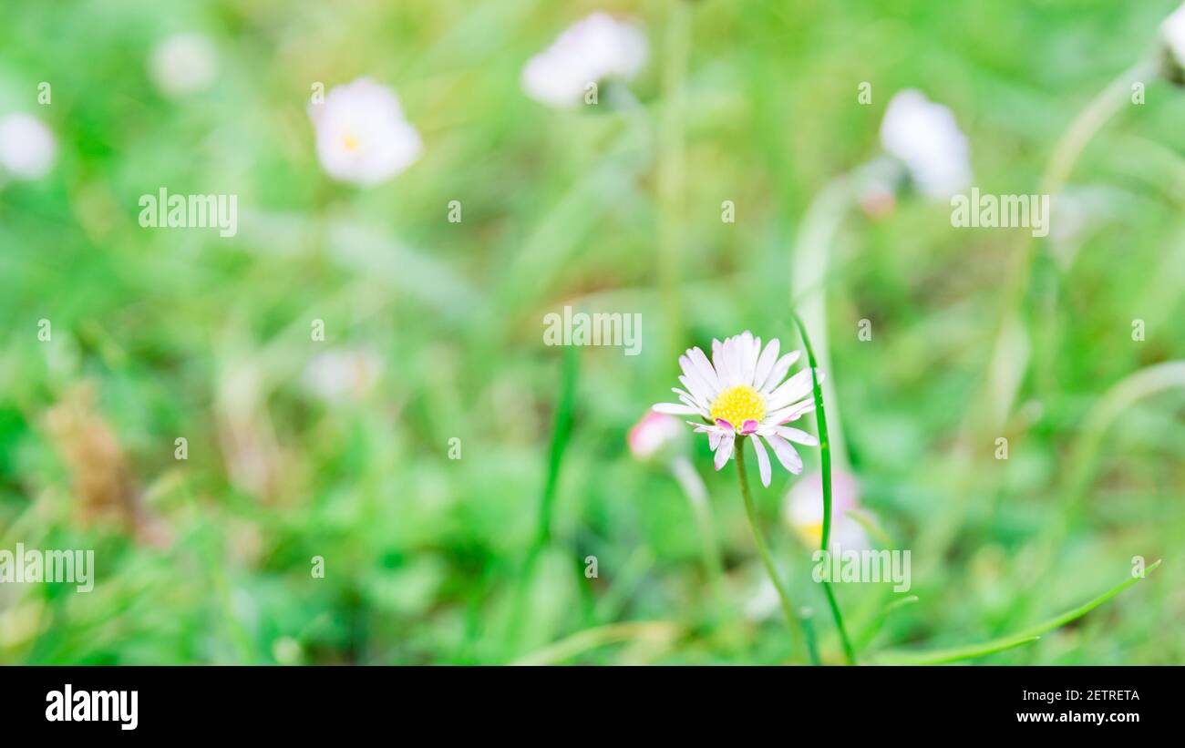 Beautiful daisy with green soft background. Spring or summer flowers. Meadow flowers. Stock Photo