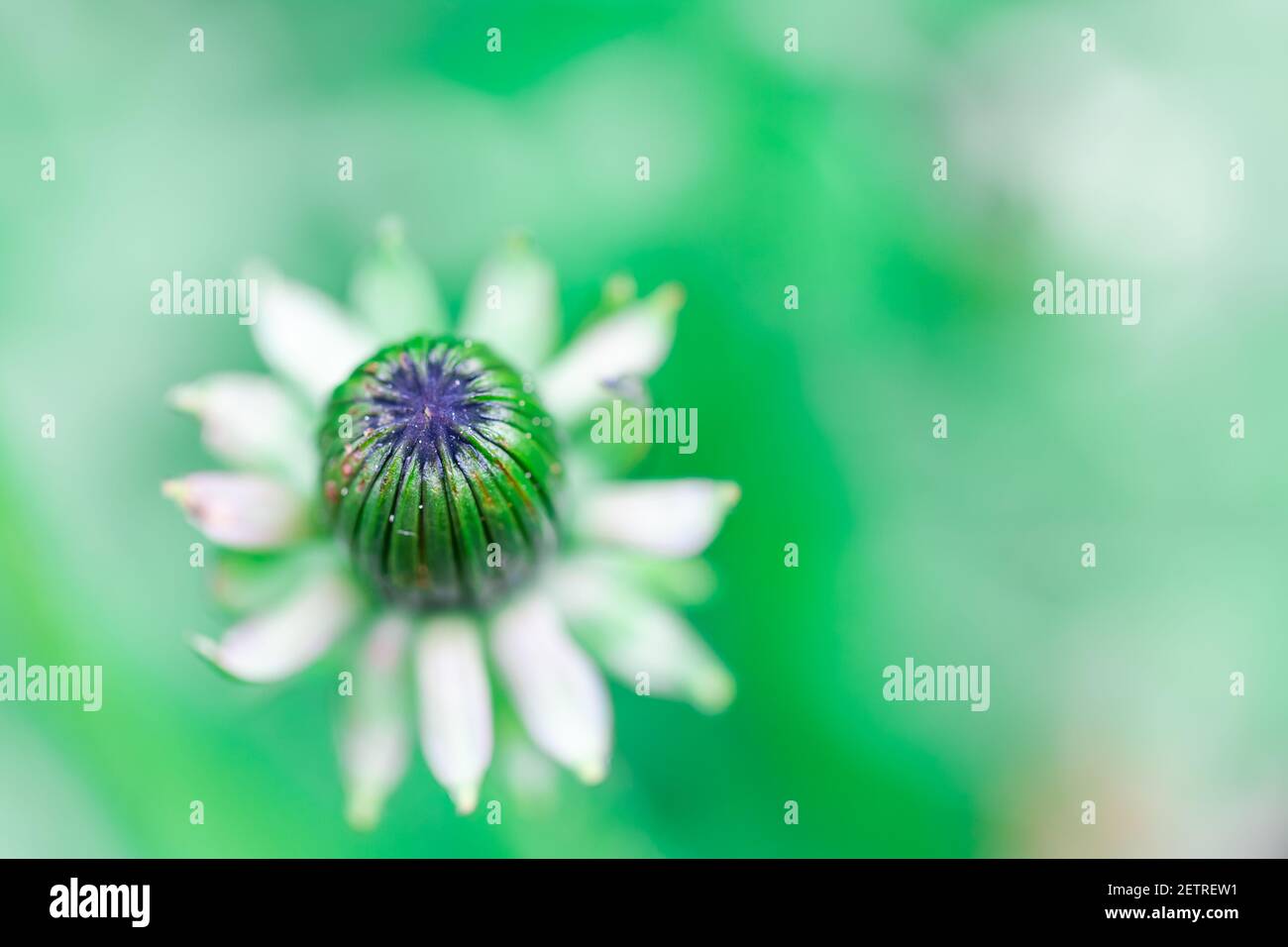Closeup of a green bud of dandelion with green soft background. Spring or summer flower. Abstract of a dandelion flower for backgrounds. Soft and gree Stock Photo