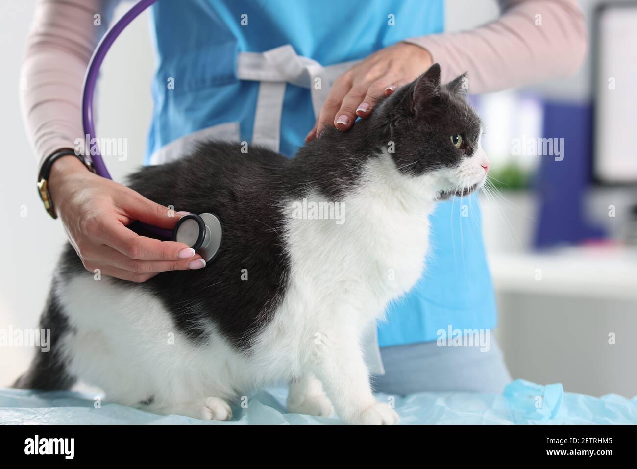 Woman veterinarian listening to cat lungs with stethoscope Stock Photo