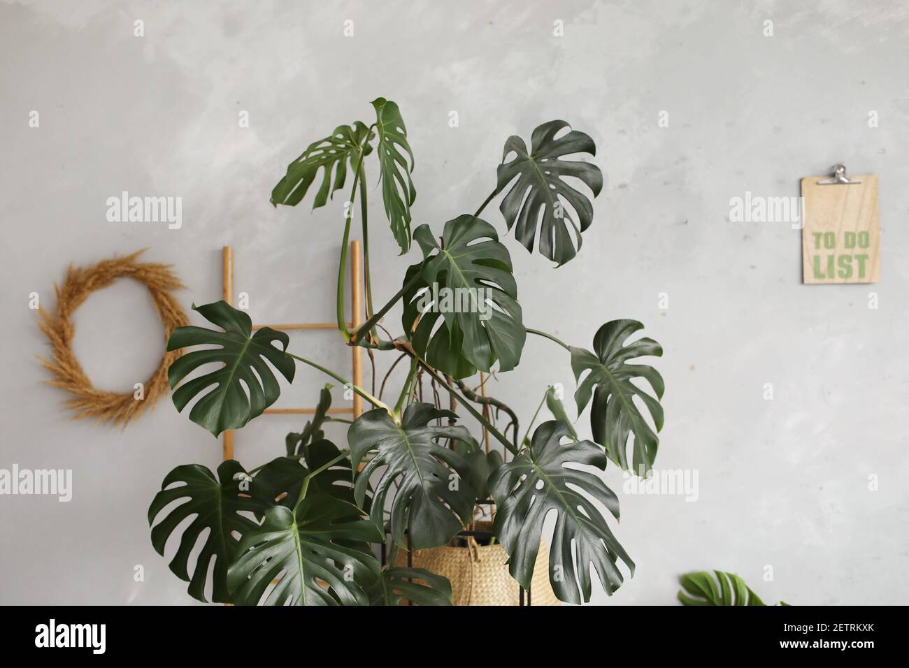 Large Short-Fixture Monstera Wall Leaf in Grey by Emilio Robba main image 1