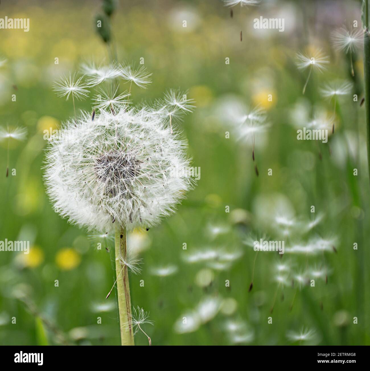 Dandelion field botany hires stock photography and images Alamy