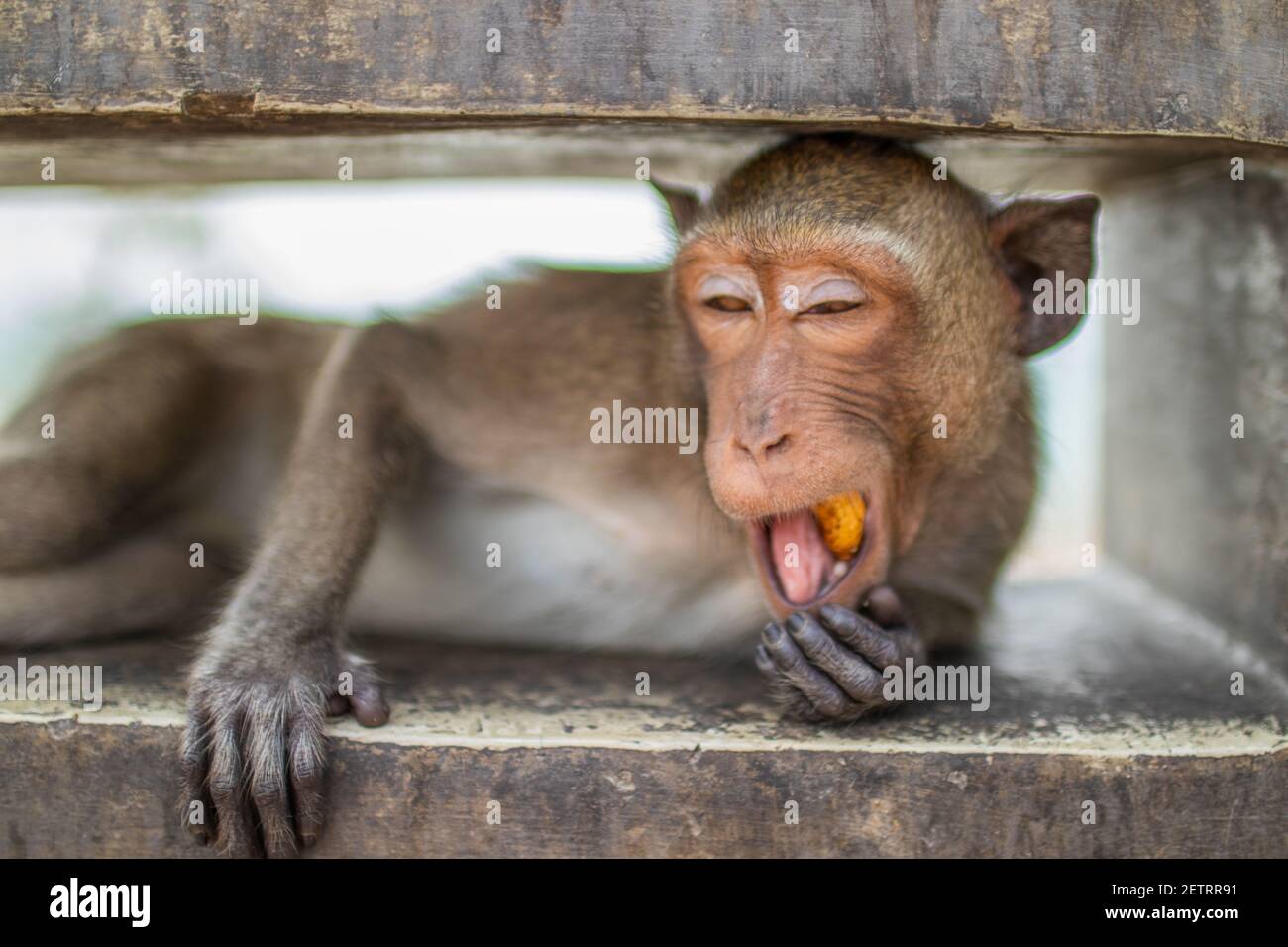 A closeup shot of a Thai Primate Monkey with a funny face in ...