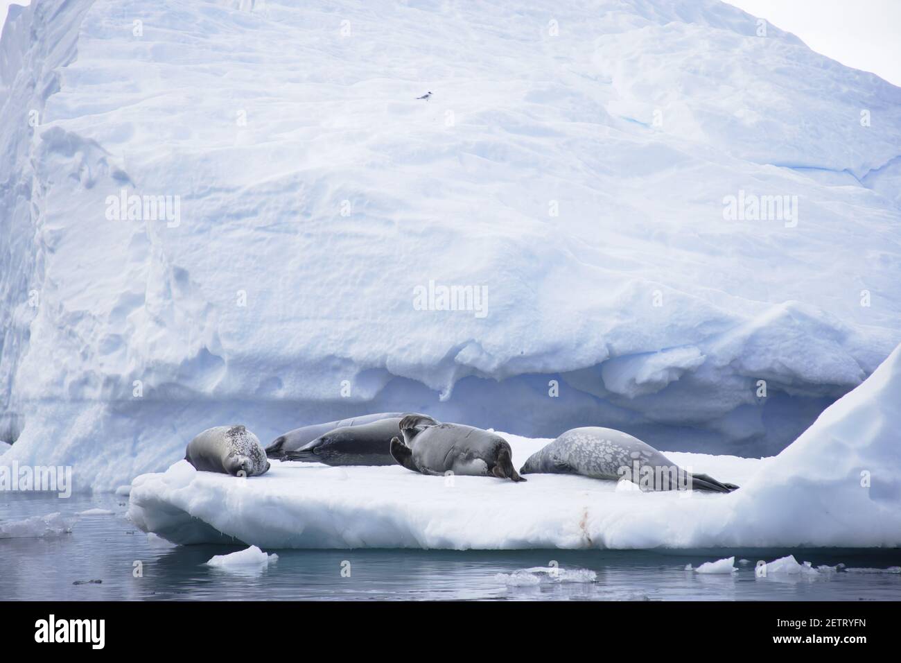 Crabeater Seal on Ice FloesLobodon carcinophagus La Maire Channel Antarctic Penninsular MA001063 Stock Photo