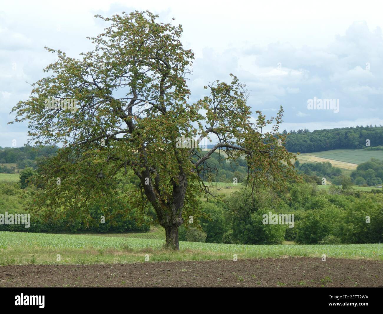 Landscape in the Kraichgau near Oberöwisheim Stock Photo