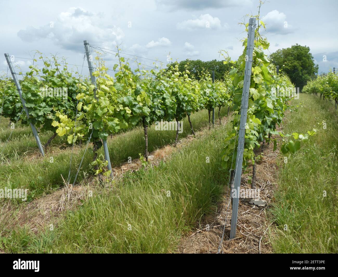 Vineyard in the Kraichgau near Oberöwisheim Stock Photo