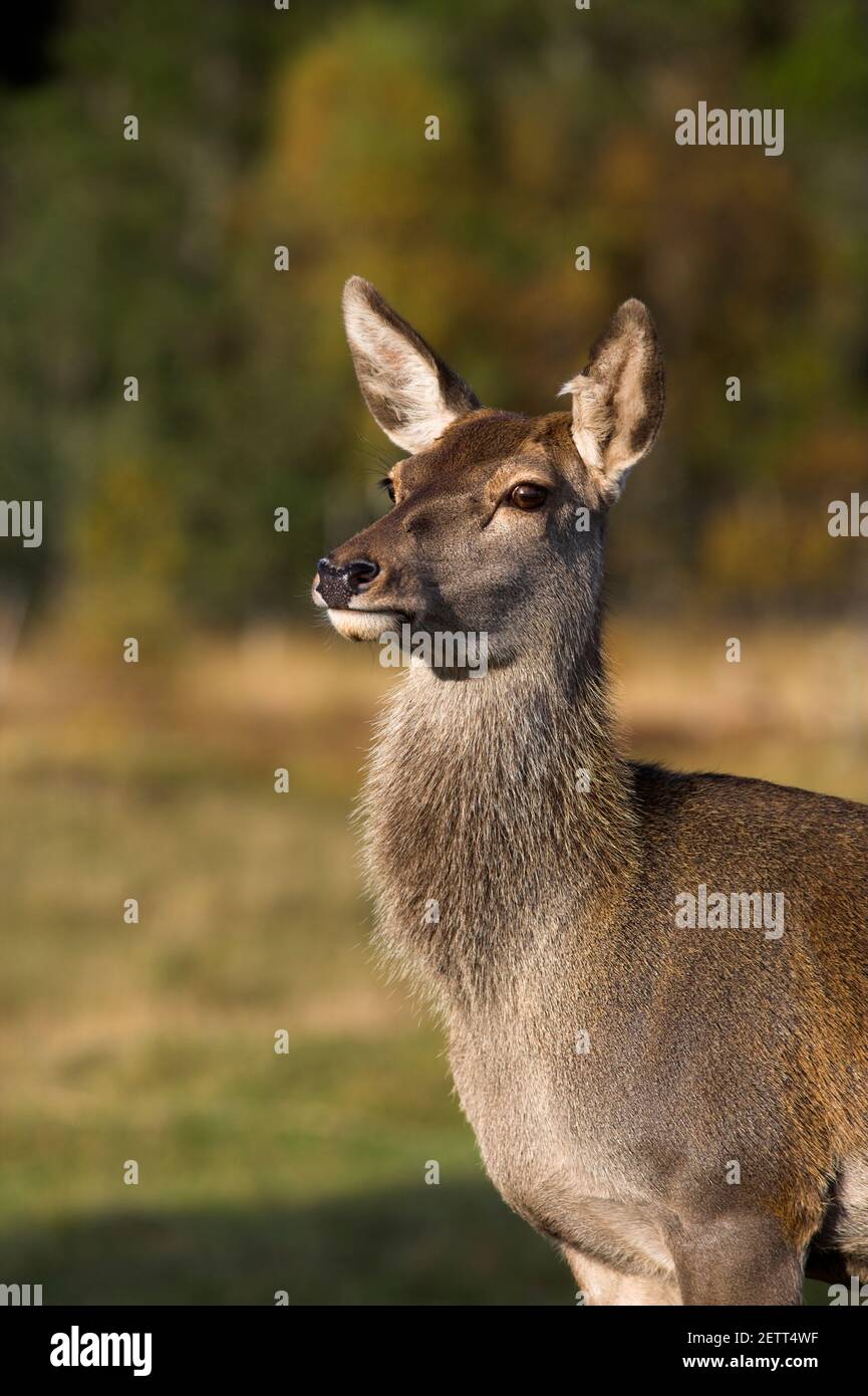 Red deer hind (Cervus elaphus), captive, Highland Wildlife Park, Kingussie, Scotland, UK Stock Photo