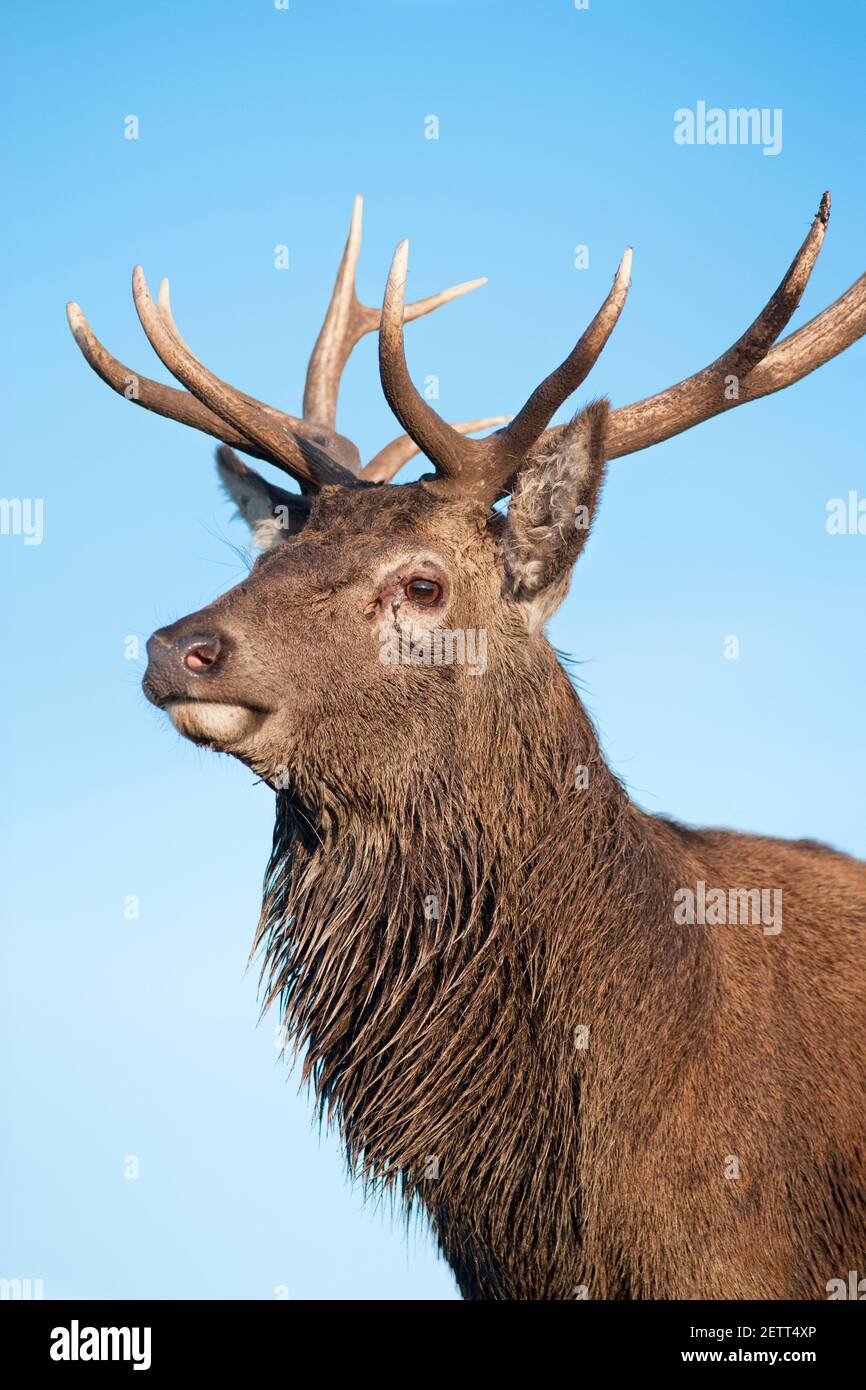 Red deer stag (Cervus elaphus), captive, Highland Wildlife Park, Kingussie, Scotland, UK Stock Photo