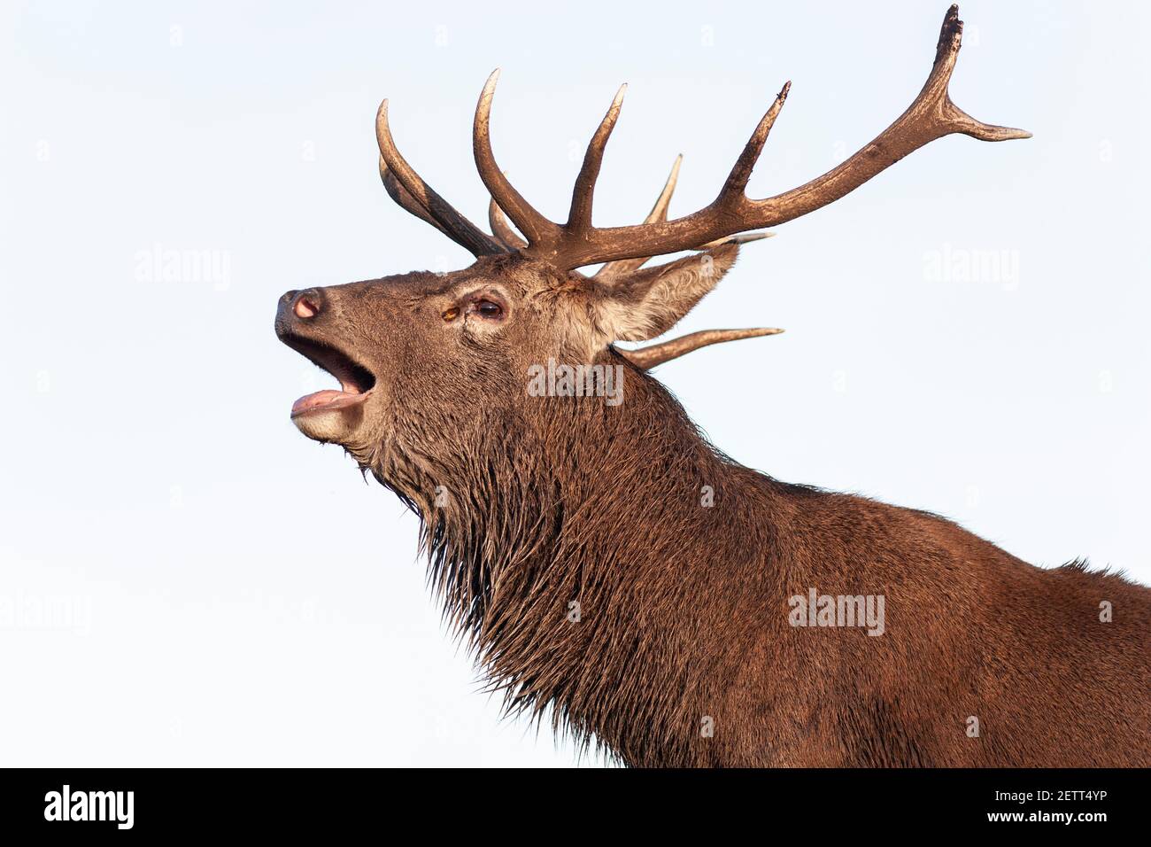 Red deer stag (Cervus elaphus) roaring, captive, Highland Wildlife Park, Kingussie, Scotland, UK Stock Photo
