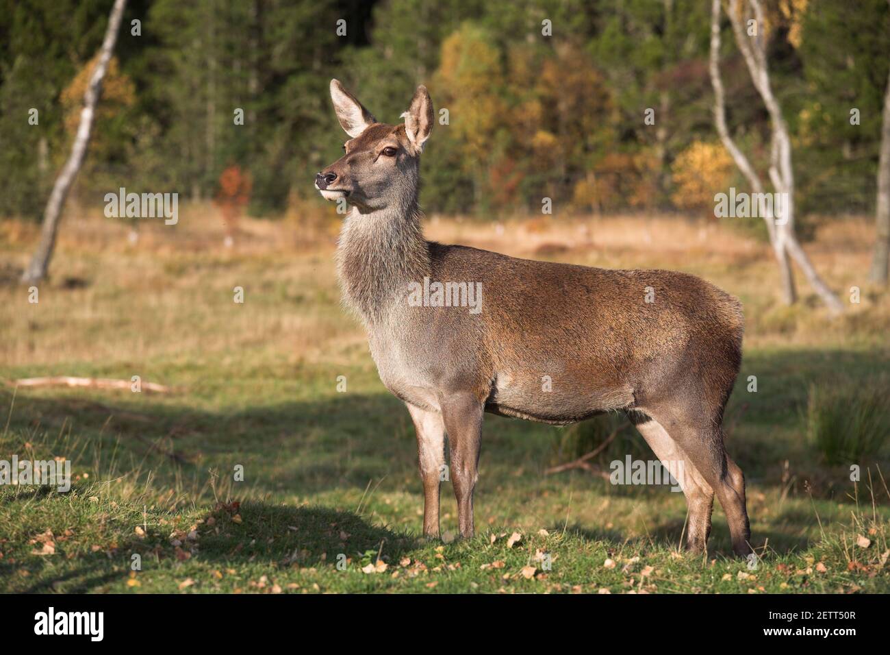 Red deer hind (Cervus elaphus), captive, Highland Wildlife Park, Kingussie, Scotland, UK Stock Photo