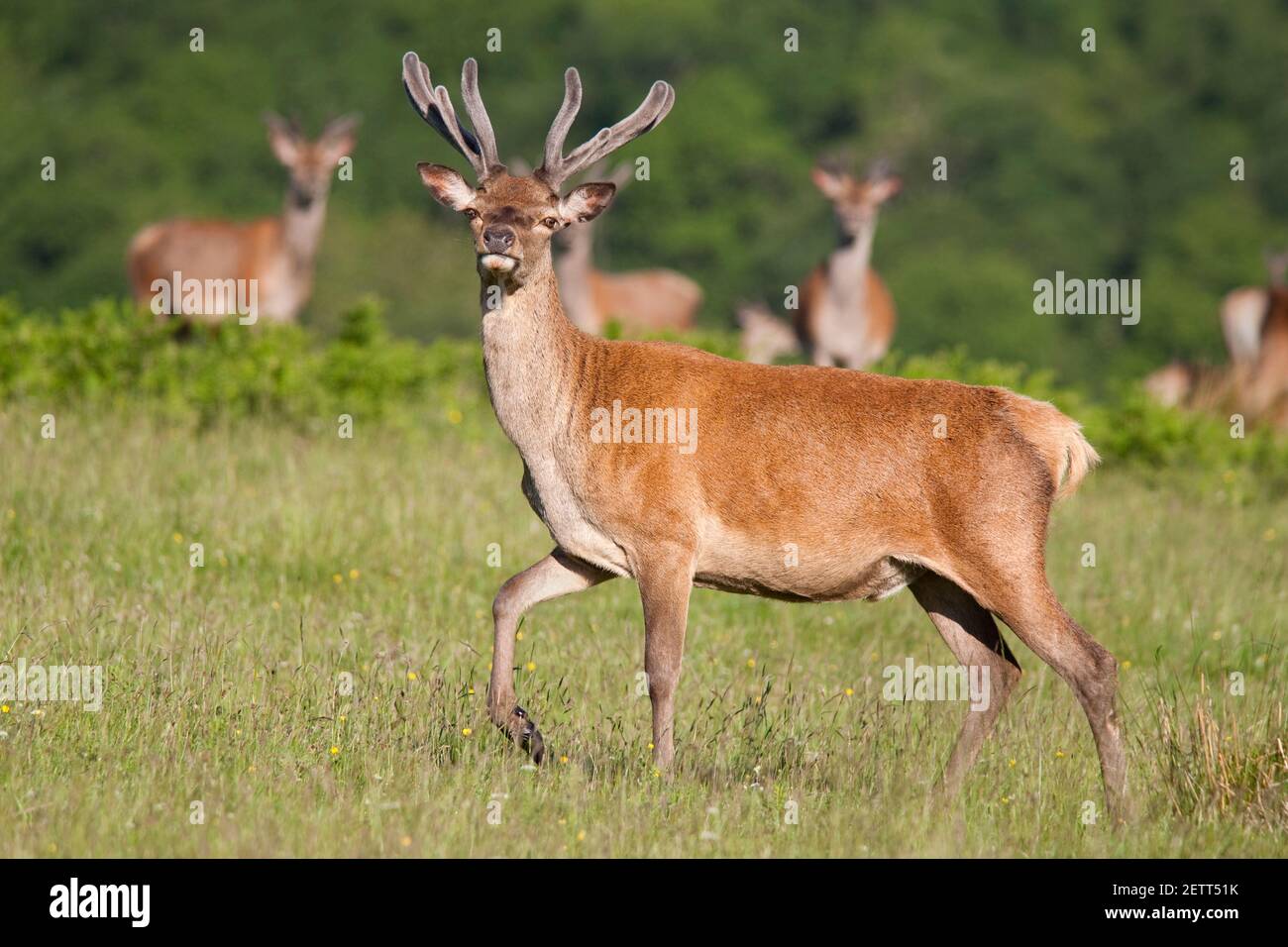 Red deer stag (Cervus elaphus) in velvet, Mull, Scotland, UK Stock Photo