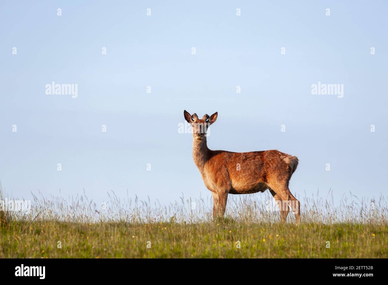 Young red deer stag (Cervus elaphus),  Mull, Scotland, UK Stock Photo