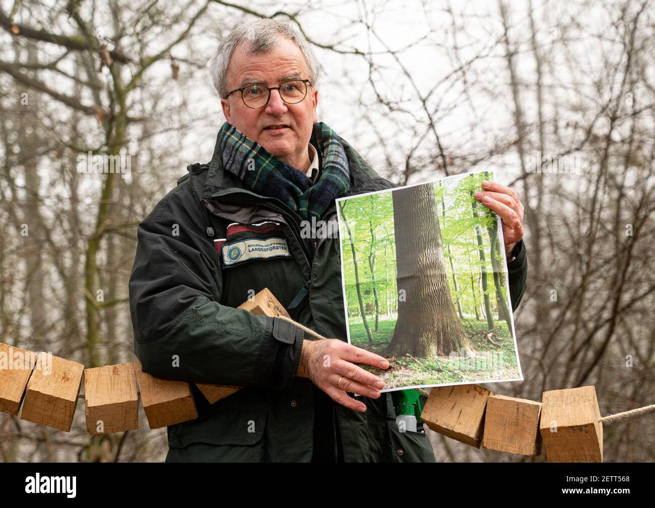 02 March 2021, Schleswig-Holstein, Daldorf: Harald Nasse, head of department at the Schleswig-Holstein State Forests, holds a picture of an oak tree. The forest owners of Schleswig-Holstein traditionally auction off the best logs from the Schleswig-Holstein State Forests, private forests and municipal forests. Photo: Axel Heimken/dpa Stock Photo
