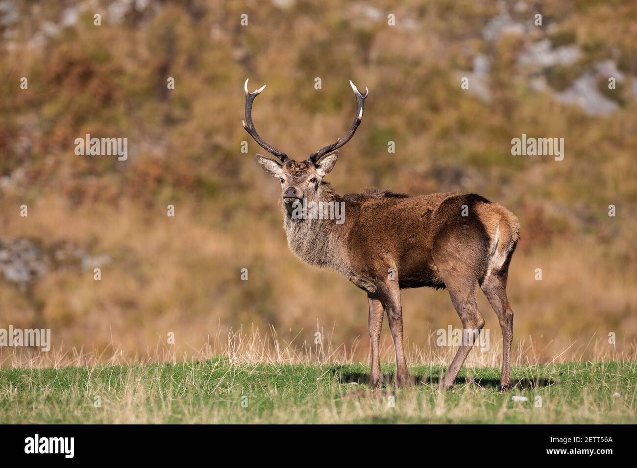 Red deer stag (Cervus elaphus), Jura, Scotland, UK Stock Photo