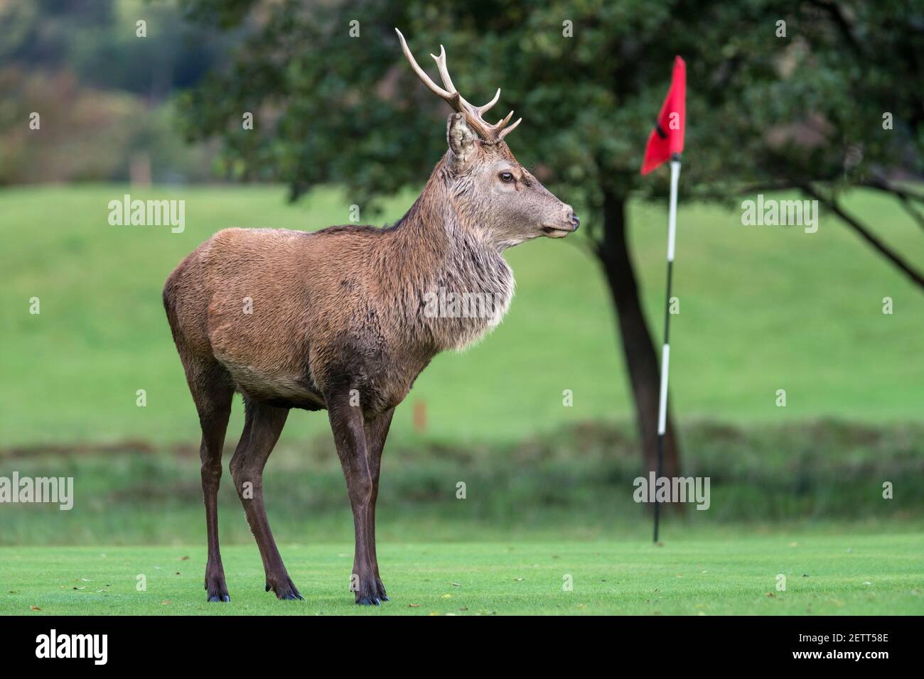 Red deer stag (Cervus elaphus) on golf course, Lochranza, Arran,  Scotland, UK Stock Photo