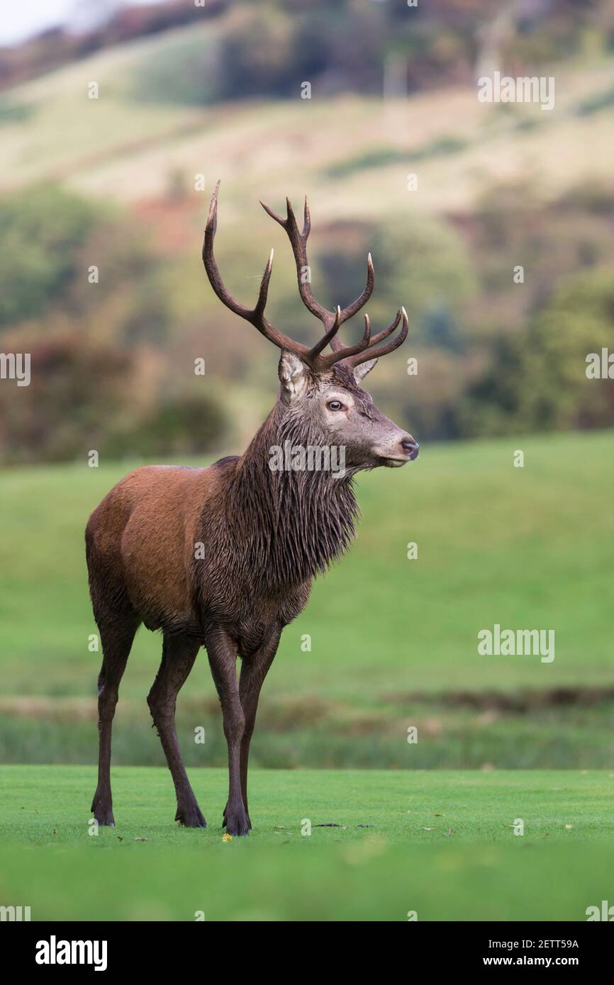 Red deer stag (Cervus elaphus) on golf course, Lochranza, Arran, Scotland, UK Stock Photo