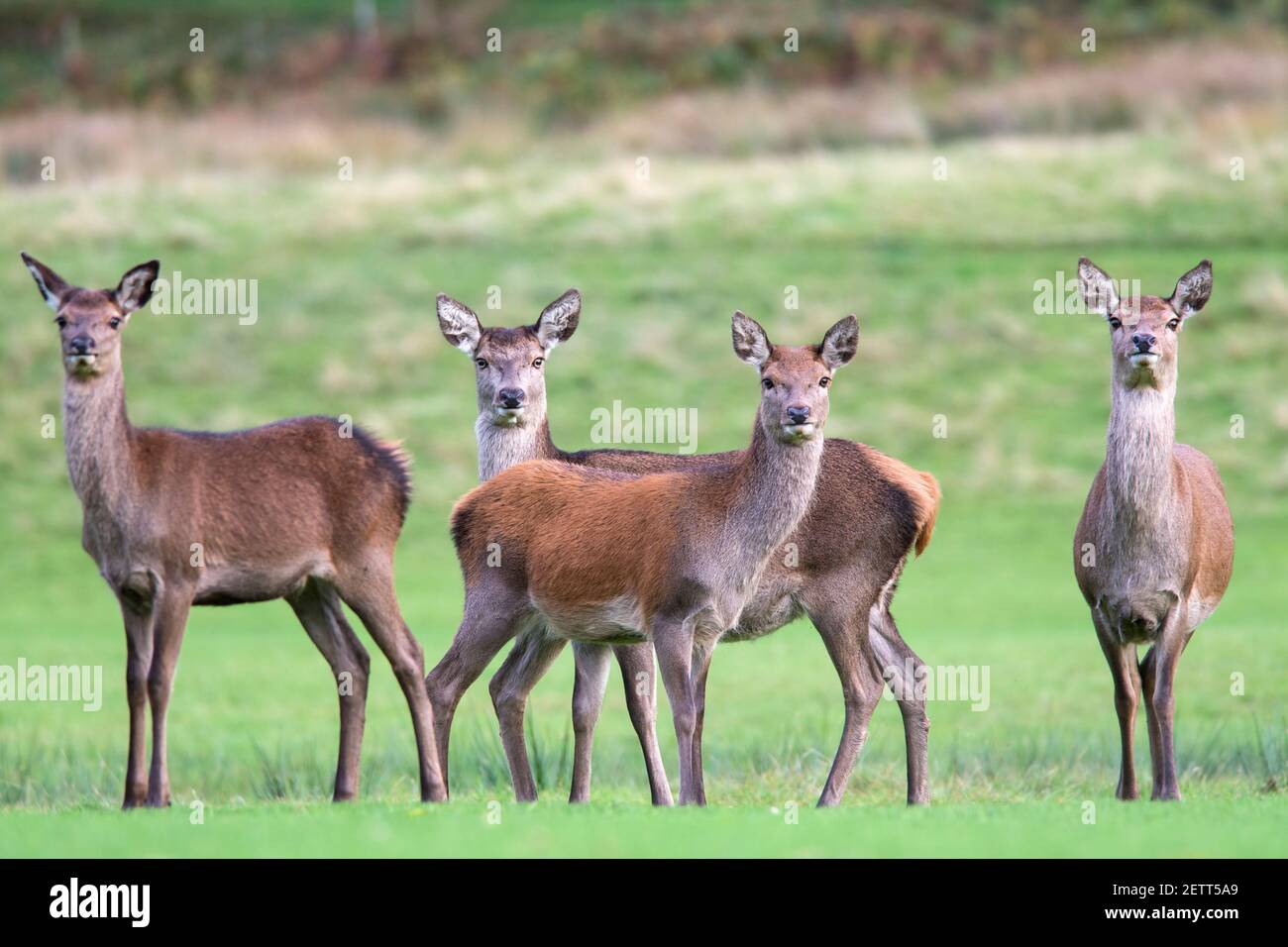Red deer (Cervus elaphus), Lochranza, Arran, Scotland, UK Stock Photo