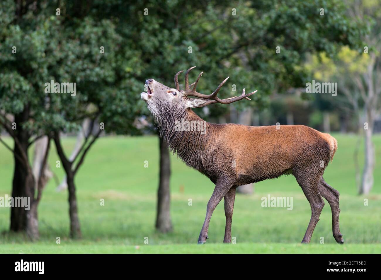 Red deer stag (Cervus elaphus) roaring, Lochranza, Arran,  Scotland, UK Stock Photo