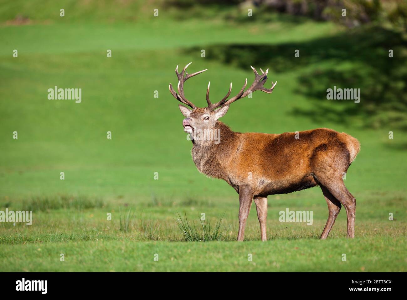 Red deer stag (Cervus elaphus) showing flehmen response, Arran, Scotland, UK Stock Photo