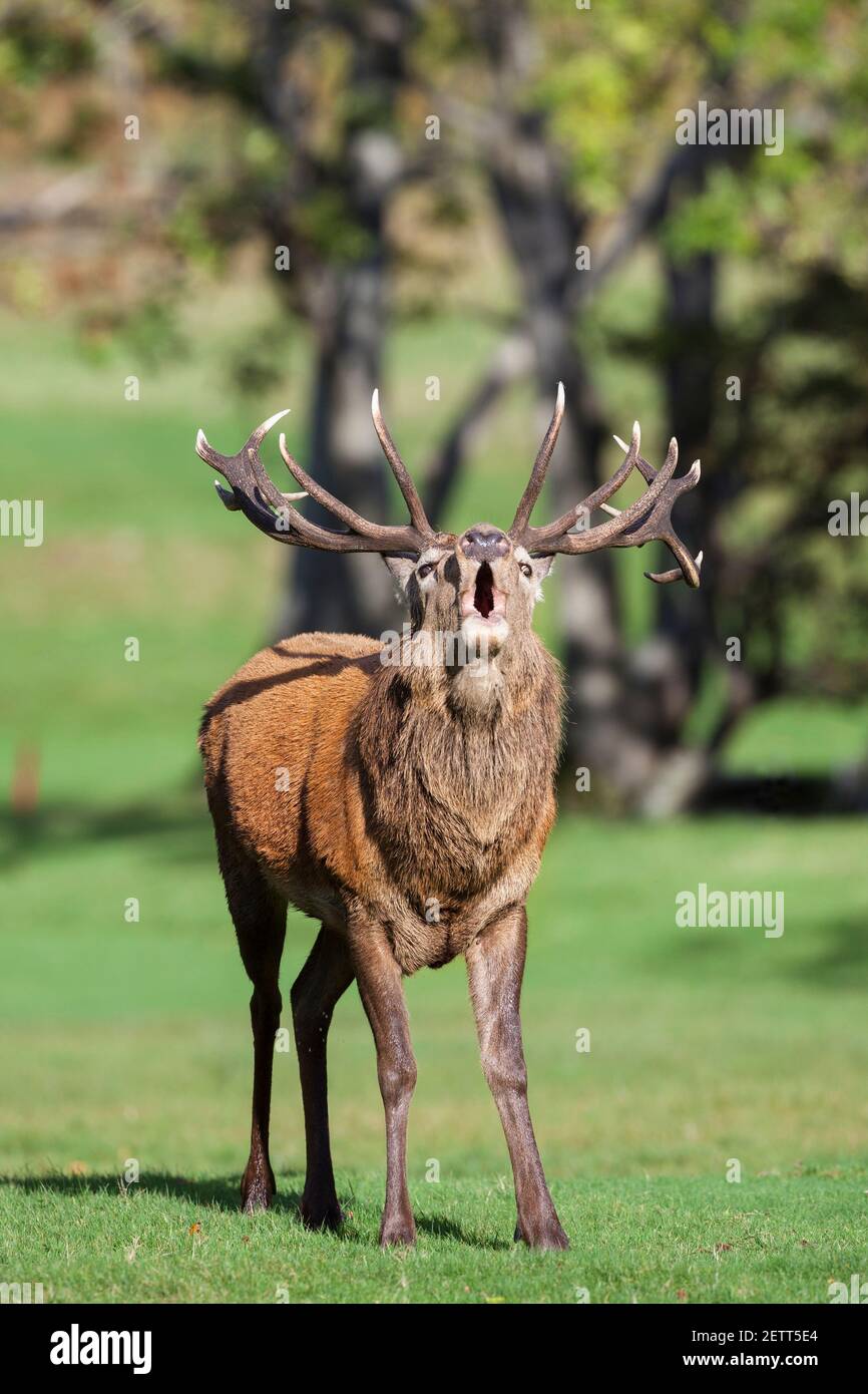Red deer stag (Cervus elaphus) roaring, Arran, Scotland, UK Stock Photo