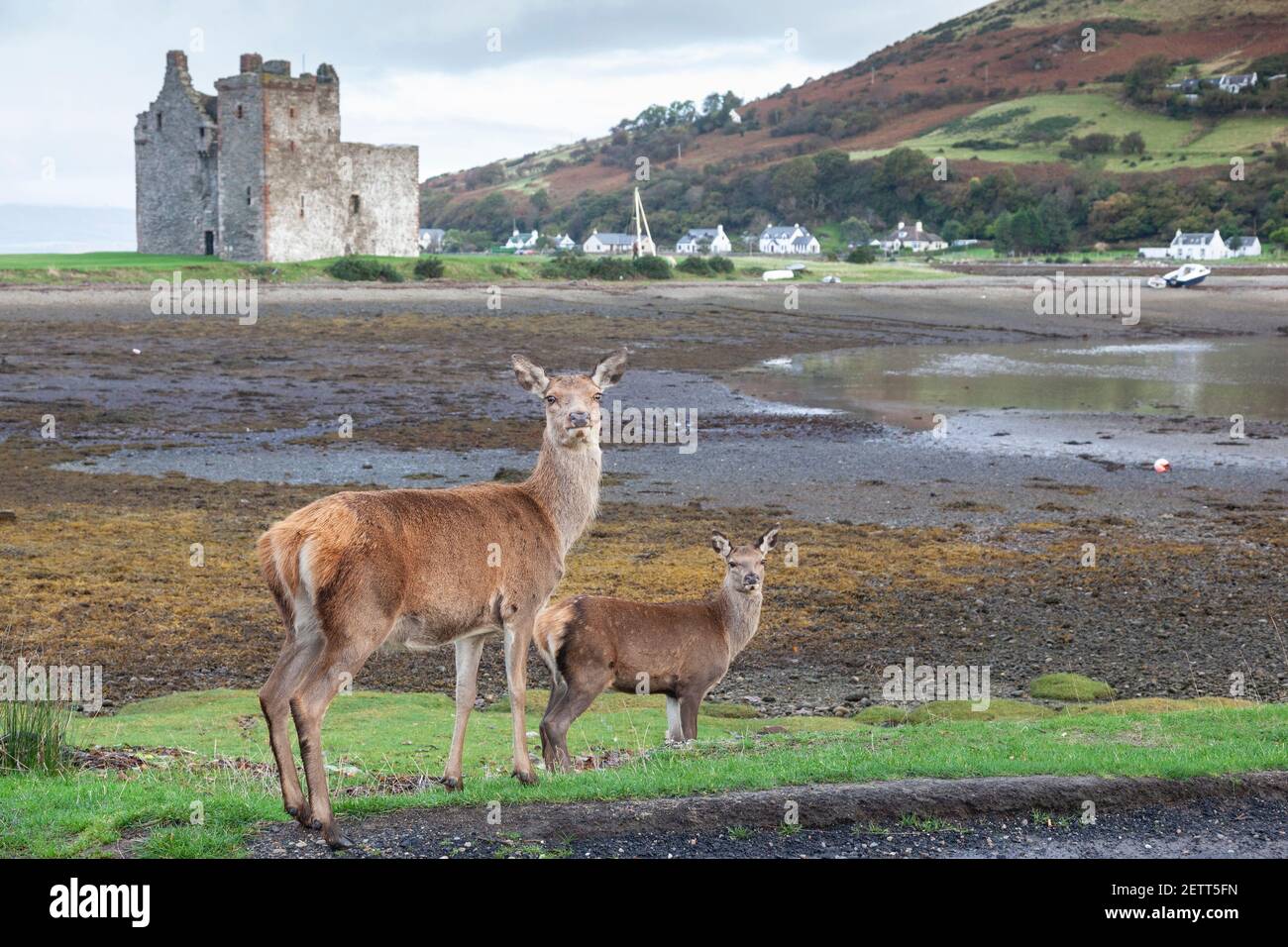 Red deer (Cervus elaphus), Arran, Scotland, UK Stock Photo