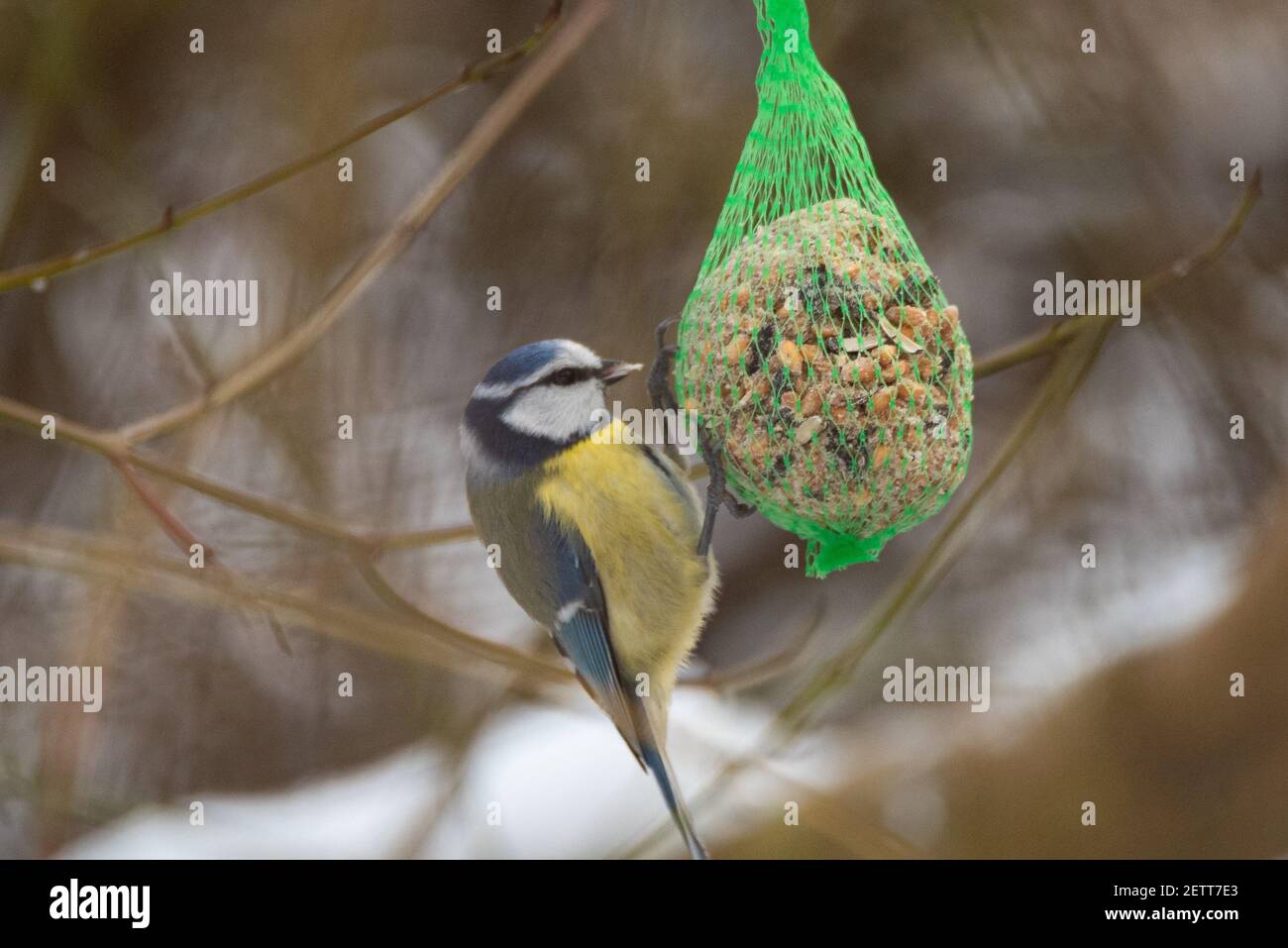 Eurasian Blue Tit (Cyanistes caeruleus) Eating from a Tit Dumpling Stock Photo