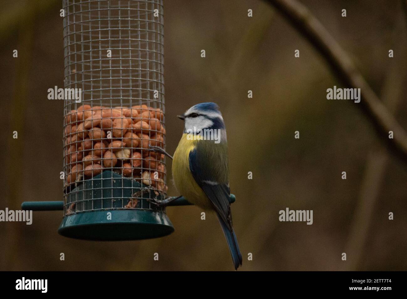 Eurasian Blue Tit (Cyanistes caeruleus) Eating from a Bird Feeder Stock Photo