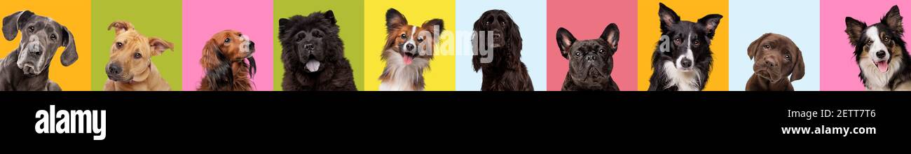 Collage of ten different dog breeds on multicolored bright background. Concept of dog emotions,expression, sales. Header, banner or flyer. Stock Photo