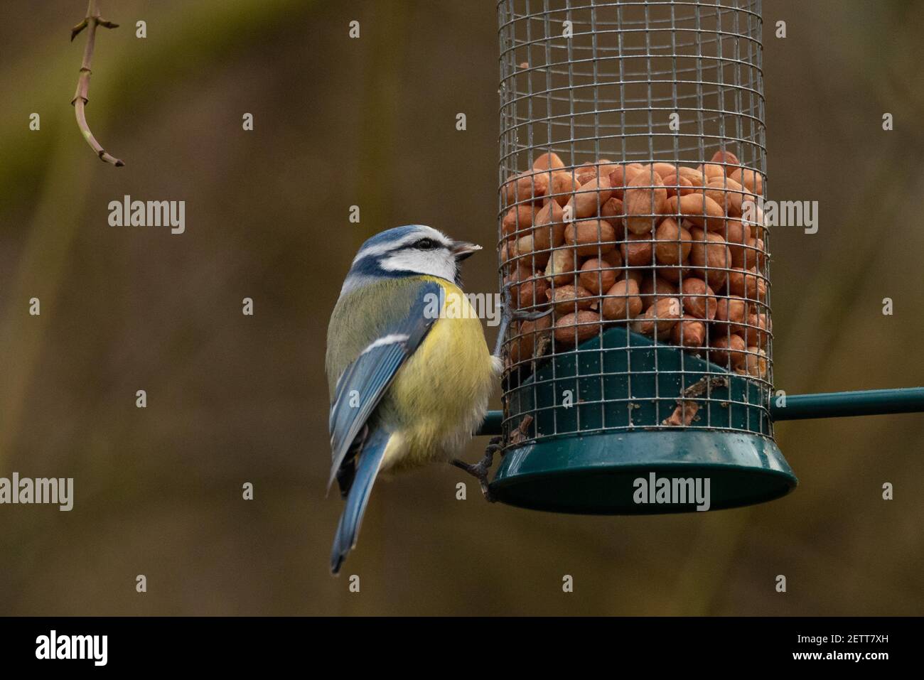 Eurasian Blue Tit (Cyanistes caeruleus) Eating from a Bird Feeder Stock Photo