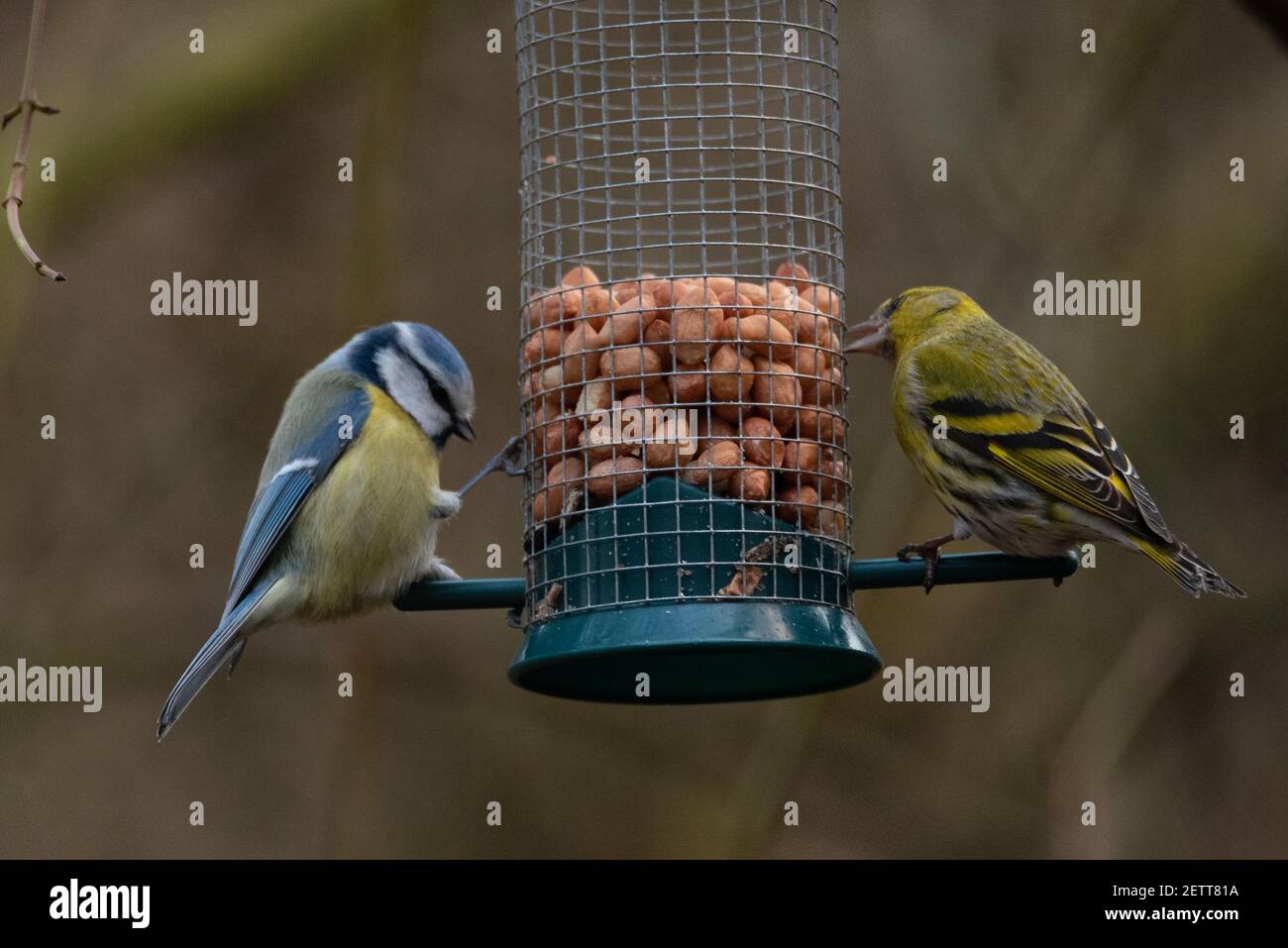 Eurasian Blue Tit (Cyanistes caeruleus) and Eurasian Siskin (Spinus spinus) Feeding from a Bird Feeder Stock Photo