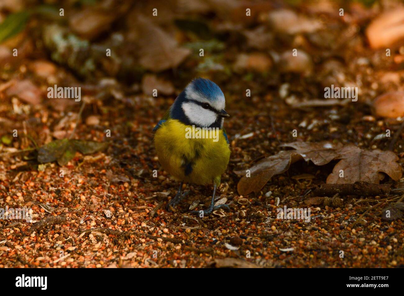 Eurasian Blue Tit (Cyanistes caeruleus) Eating Seeds Stock Photo