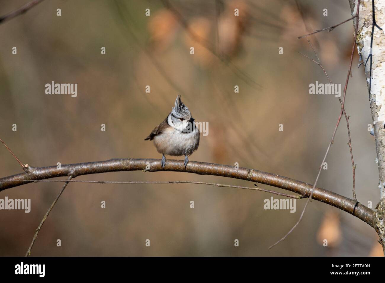 European Crested Tit (Lophophanes cristatus) Sitting on a Branch Stock Photo