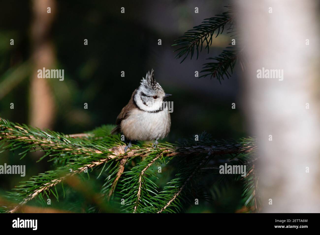 European Crested Tit (Lophophanes cristatus) Sitting on a Conifer Stock Photo