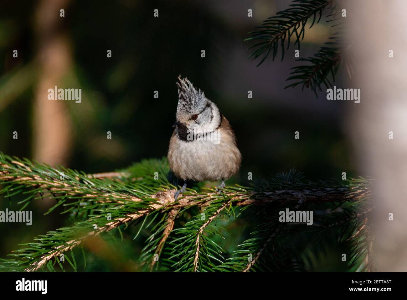 European Crested Tit (Lophophanes cristatus) Sitting on a Conifer Stock Photo