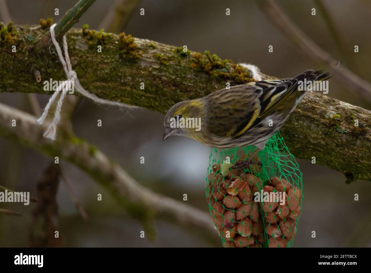 Eurasian Siskin (Spinus spinus) Feeding from a Bird Feeder Stock Photo