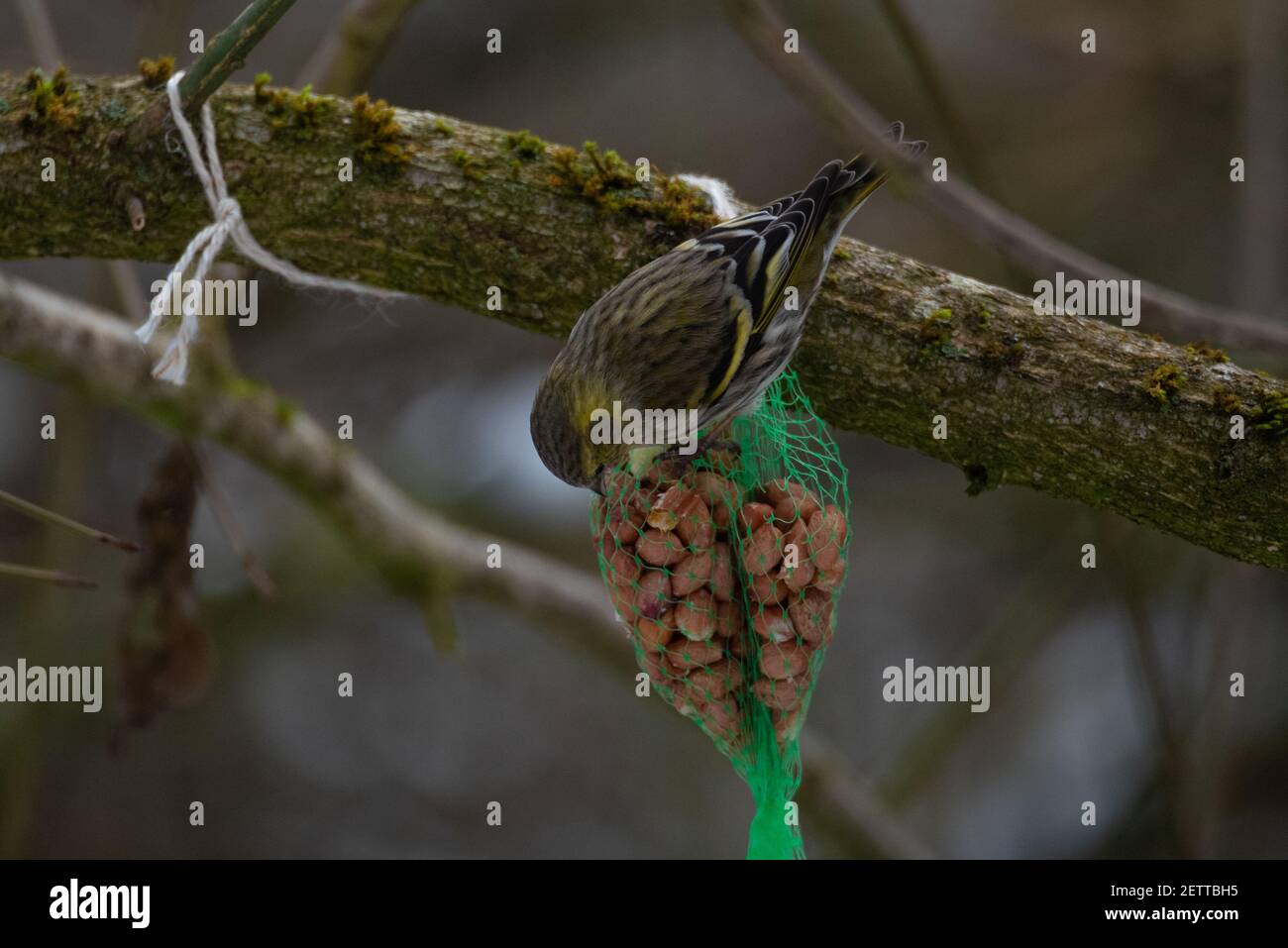 Eurasian Siskin (Spinus spinus) Feeding from a Bird Feeder Stock Photo