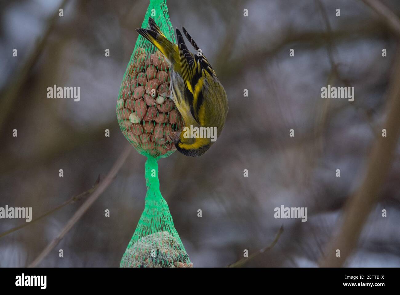 Eurasian Siskin (Spinus spinus) Feeding from a Bird Feeder Stock Photo