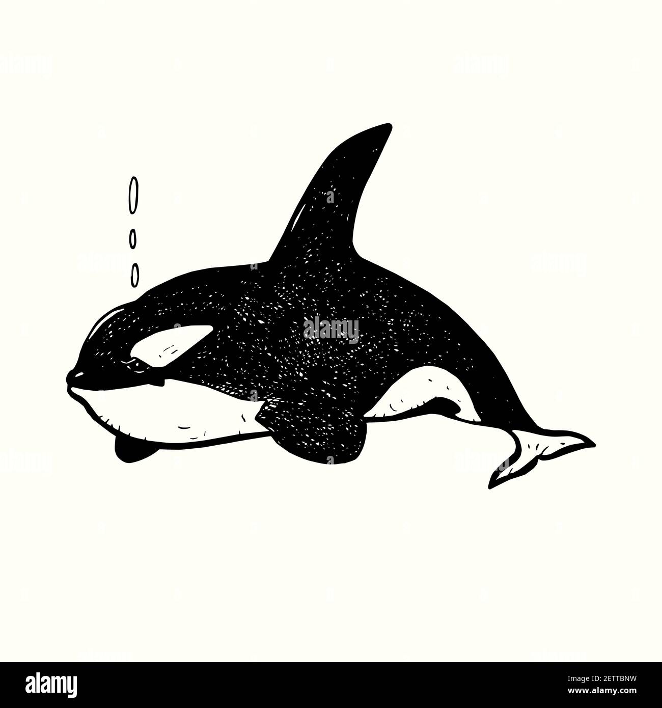 Killer whale (Orca), hand drawn doodle gravure vintage style, sketch, outline illustration Stock Photo