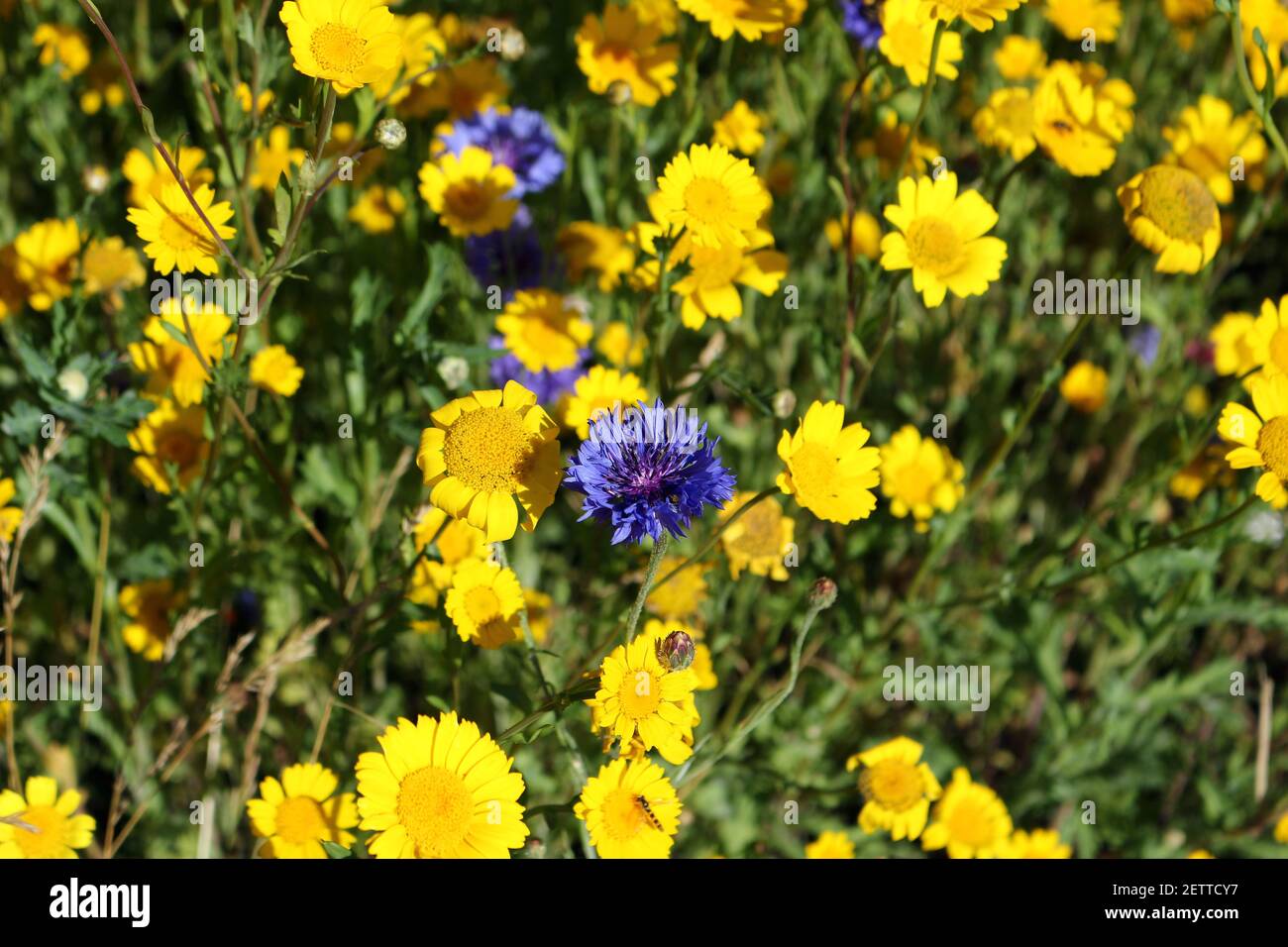 Corn marigolds and cornflowers growing in the garden Stock Photo