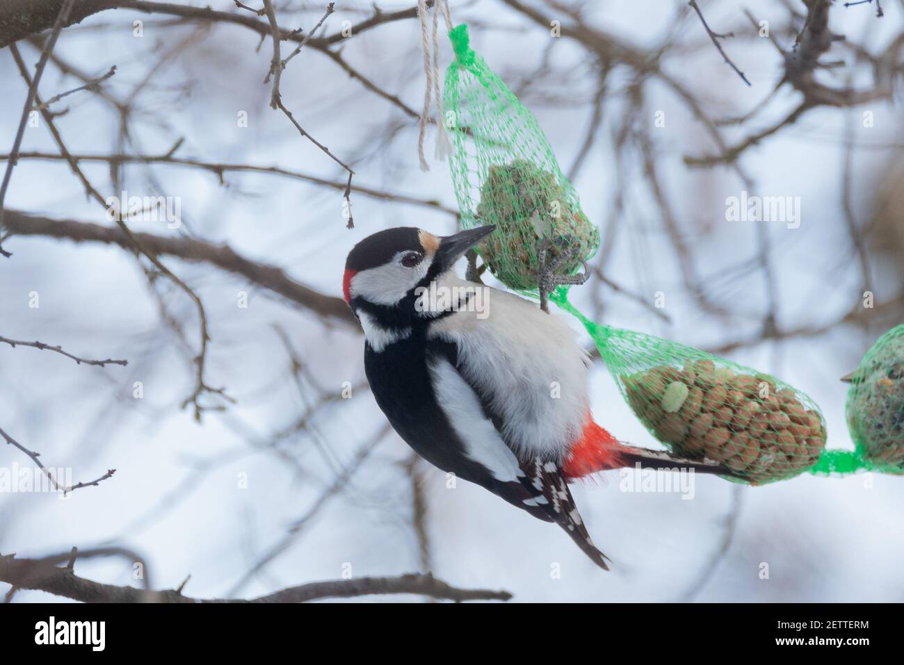Great Spotted Woodpecker (Dendrocopos major) Eating from a Tit Dumpling Stock Photo