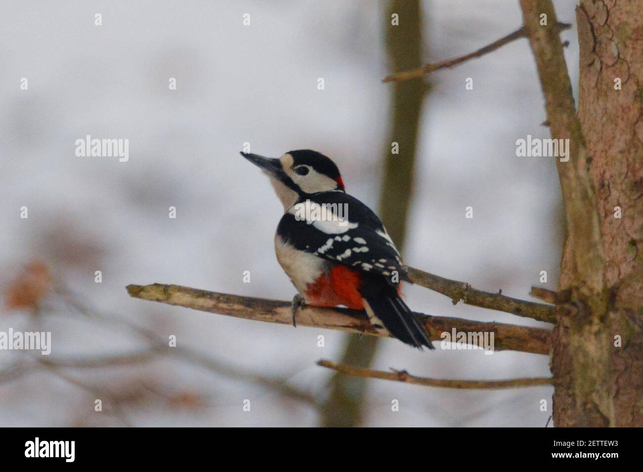 Great Spotted Woodpecker (Dendrocopos major) Sitting on a Twig Stock Photo