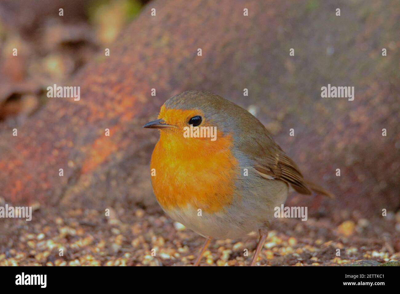 European Robin (Erithacus rubecula) Eating Seeds from the Ground Stock Photo