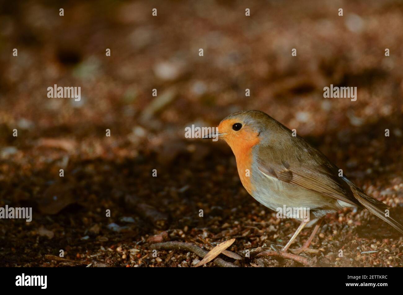European Robin (Erithacus rubecula) Eating Seeds from the Ground Stock Photo