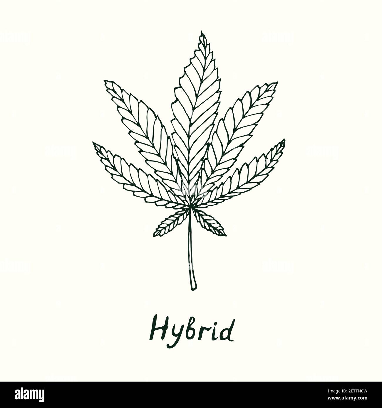 Hybrid cannabis leaf isolated, outline simple doodle drawing, gravure style  Stock Photo - Alamy