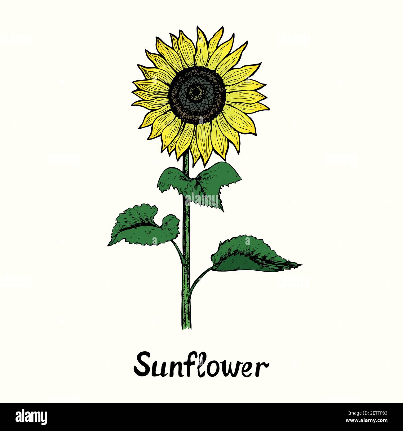 Sunflowers: How to draw one + freebies to color + new Copic flower class |  Sandy Allnock