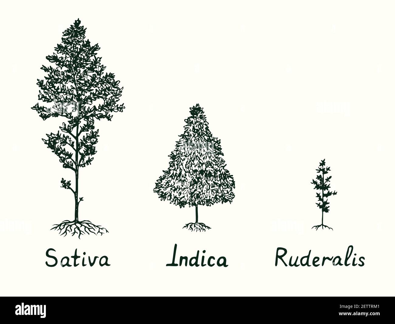 Cannabis family types, Sativa, Indica and Ruderalis cannabis plant ...